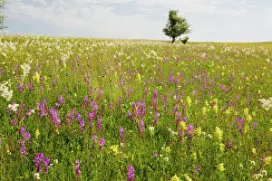 Intensely: Intensely flowery extensive grasslands around the