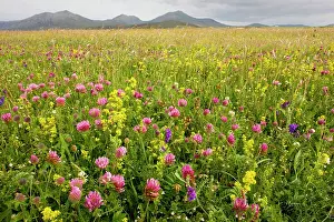 Machair: Intensely flowery Machair with red clover, ladies