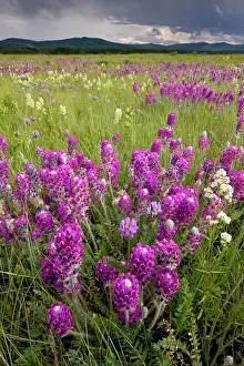 Intensely: Intensely flowery mid-altitude prairie grassland