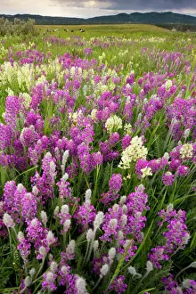 Intensely: Intensely flowery mid-altitude prairie grassland