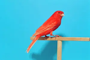 Competition: Intensive Clear Red CANARY - on perch