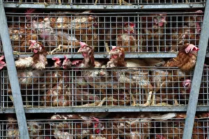 Trucks: Intensive poultry farm chickens in transit between