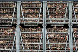 Trucks: Intensive poultry farm chickens in transit between