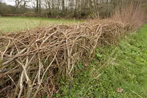 Interesting: Interesting laid hedge in upper Nadder Valley