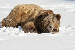 Trainer: Interior grizzly bear - laying in snow - Alaska