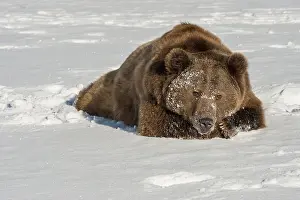 B Moose Peterson: Interior grizzly bear - laying in snow - Alaska