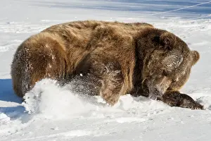 B Moose Peterson: Interior grizzly bear - rolling in snow - Alaska