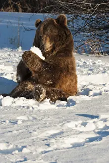 Trainer: Interior grizzly bear - with snocone sitting snow - Alaska