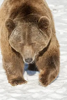 Trainer: Interior grizzly bear - standing in snow - Alaska