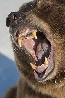 Growling: Interior grizzly bear - yawning with floppy jowls - Alaska