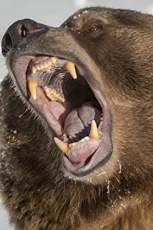 Growling: Interior grizzly bear - yawning with head thrown