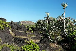 Pandanus: Interior of Ilot Gabriel island