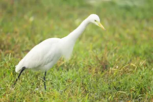 Mesophoyx: Intermediate Egret