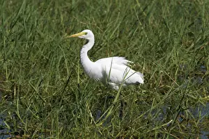 Intermediate: Intermediate Egret