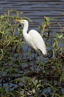 Intermedia: Intermediate Egret