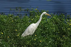 Intermediate: Intermediate Egret