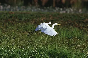 Median: Intermediate Egret
