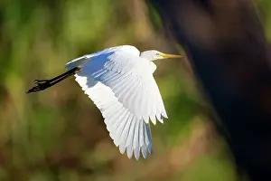 Billabong: Intermediate Egret - adult egret in flight over a billabong