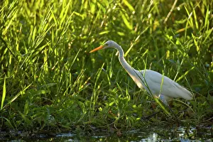 Billabongs: Intermediate Egret - adult egret stalking through
