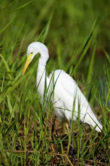Amidst: Intermediate Egret - adult egret standing amidst