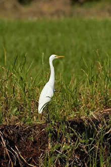 Billabong: Intermediate Egret (Ardea intermedia), Yellow
