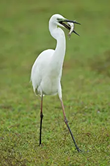 Mesophoyx: Intermediate Egret - with catfish prey in bill