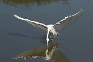 31517: Intermediate Egret There was a crocodile in this pool a
