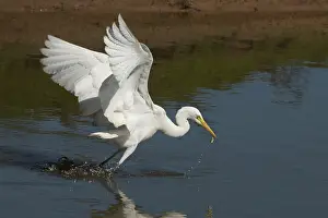 31517: Intermediate Egret There was a crocodile in this pool a