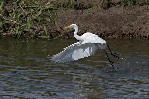 31517: Intermediate Egret There was a crocodile in this pool a