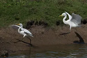 Garzetta: Intermediate Egret and Little Egret The Intermediate Eg