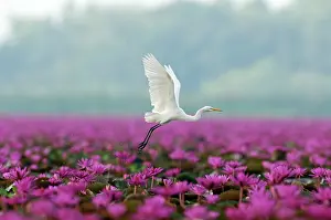 Nymphaeaceae: Intermediate Egret (Mesophoyx intermedia) flying
