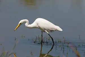 Intermedia: Intermediate Egret / Plumed Egret