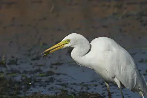 Prawns: Intermediate Egret - With prey (prawn)