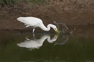 31517: Intermediate Egret stabbing at a fish Peppimenarti Abo