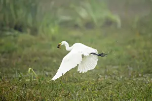 Mesophoyx: Intermediate Egret - taking off with caught prey (catfish)