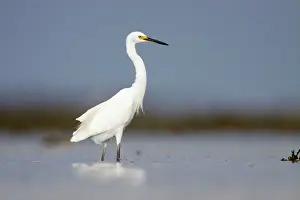 Intermediate: Intermediate Egret - wading in shallow sea water