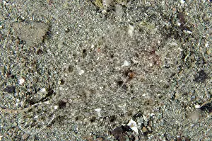 Flounder: Intermediate Flounder camouflaged on black sand
