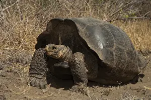Geochelone: Intermediate form of Galapagos Giant Tortoise