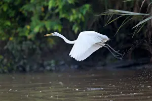 Median: Intermediate / Median / Maller / Yellow-billed