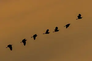 Median: Intermediate Median Smaller Yellow Billed Egrets
