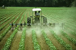 Worker: Interrow cultivation of a Soybean crop