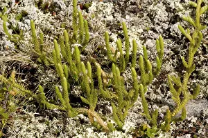Clubmoss: Interrupted clubmoss