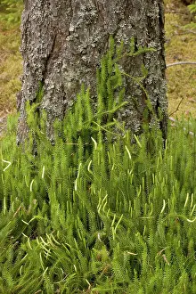 Clubmoss: Interrupted clubmoss, growing in pine forest
