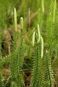 Clubmoss: Interrupted clubmoss growing in pine forest