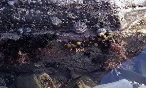 Foreshore: Intertidal Rock Organisms