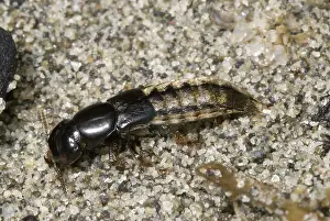 Olympic: Intertidal rove beetle