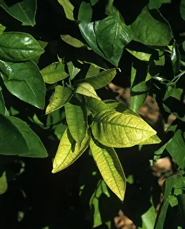Iron: Interveinal chlorosis