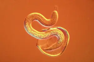 Intestinal Roundworm - juvenile hatching from egg