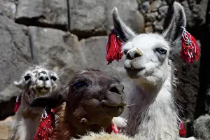 Inca: Inti Raymi, festival of the sun, decorated lamas