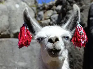 Inca: Inti Raymi, festival of the sun, decorated llama